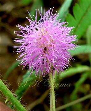  Flower head